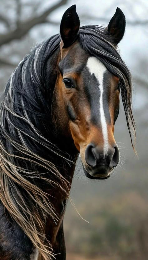 Horse Head Pictures, Cowboys And Horses, Horse Close Up, Horse With Braids, Pretty Horse Pictures, Horse Head Photography, Arabian Horse Photography, Paint Horse Breed, Horse Head Painting