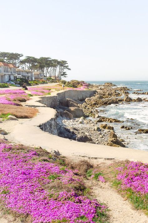 A "magic purple carpet" of ice plants blooms every Spring in Pacific Grove next to the stunning California coast. A must see part of your day trip to the Monterey Peninsula, Carmel, Big Sur and San Francisco Bay Area! Read more about where and when to see them! #california #monterey #bigsur #flowerfields #spring Things to do in California, California highway 1 road trip, California travel, most beautiful places in California Monterey California Photography, California Monterey, Goals 2024, Magic Purple, Purple Carpet, Monterey Peninsula, Places In California, Monterey Bay Aquarium, Ice Plant