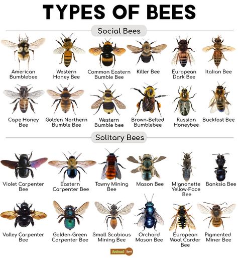 Different Types Of Bees, Bee Life Cycle, Pig Breeds, Types Of Bees, Insect Species, Wild Bees, What Is A Bird, Bee Friendly, Beautiful Bugs