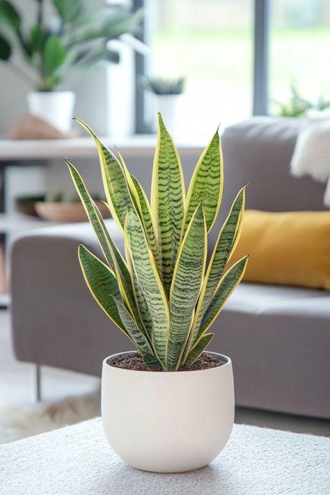 Snake Plant (Sansevieria) is a fantastic and resilient choice for any home! 🌿🏡 Known for its striking, upright leaves and minimal care requirements, this plant is a delightful blend of aesthetic appeal and easy maintenance. Quick to thrive and bursting with air-purifying benefits, Snake Plant (Sansevieria) is perfect for creating a fresh and vibrant indoor environment. 🌱✨ #SnakePlant #Sansevieria #IndoorPlants #EasyCare #AirPurifying #GreenHome #PlantLover Snake Plant Indoor, Plantas Interior, Sansevieria Plant, Plants At Home, Plants In Pots, Snake Plants, Small Garden Ideas, Plant Decor Indoor, Air Purifying