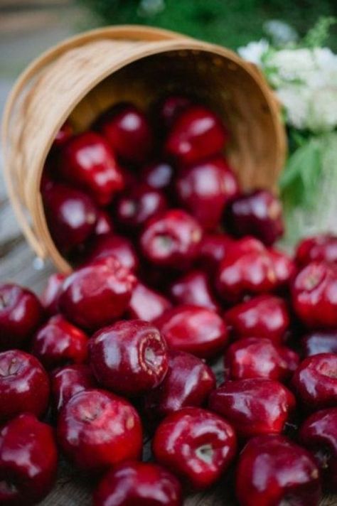 Red Delicious Apples, Apple Farm, An Apple A Day, Beautiful Fruits, Apple A Day, Apple Harvest, Apple A, Apple Orchard, Harvest Time