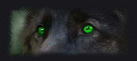 Black  wolf  with  green  eyes Oliver Aesthetic, Werewolf Family, Harry Potter Wattpad, Witches Lair, Side Ideas, Moonlit Forest, Werewolf In London, Wolf Designs, Moon Wolf