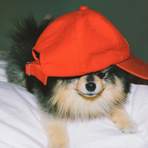 Taehyung icon layover #taehyung #icon #layover #kimtaehyung #V #bts #btsV #btstaehyung #yeontan #kimyeontan #tan Yeontan Pictures, Kim Yeontan, Bts Dogs, Taehyung Selca, Dog Icon, Taehyung Wallpaper, Kim Taehyung Wallpaper, Cartoon Profile Pics, V Taehyung