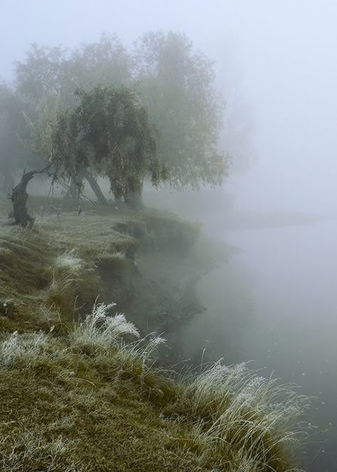 Dark Naturalism, Two Trees, Nature Aesthetic, Dark Academia, My Aesthetic, Mist, Cottage, Trees, Forest