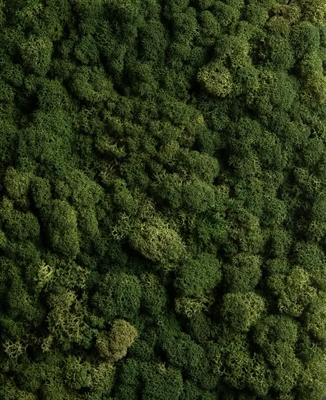 Plant Wall Texture, Green Living Aesthetic, Texture Close Up, Green Moss Wall, Textures Of Nature, Moss Close Up, Moss Green Aesthetic Wallpaper, Green Material Board, Green Texture Architecture