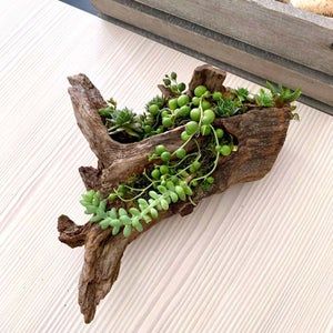 Driftwood Planters, Wood Succulent Planter, Succulent Planter Diy, Florida Landscaping, Landscaping Florida, Front Yard Landscaping Pictures, Planter Project, Succulent Garden Design, Front Yard Landscaping Diy