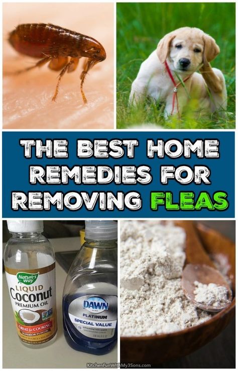 Best Home Remedies for Removing Fleas from your house and your dogs and cats. Kill Fleas On Dogs, Fleas Home Remedies, Dog Flea Remedies, Home Remedies For Fleas, Get Rid Of Fleas, Flea Remedies, Flea Spray, Dog Remedies, Eating Organic