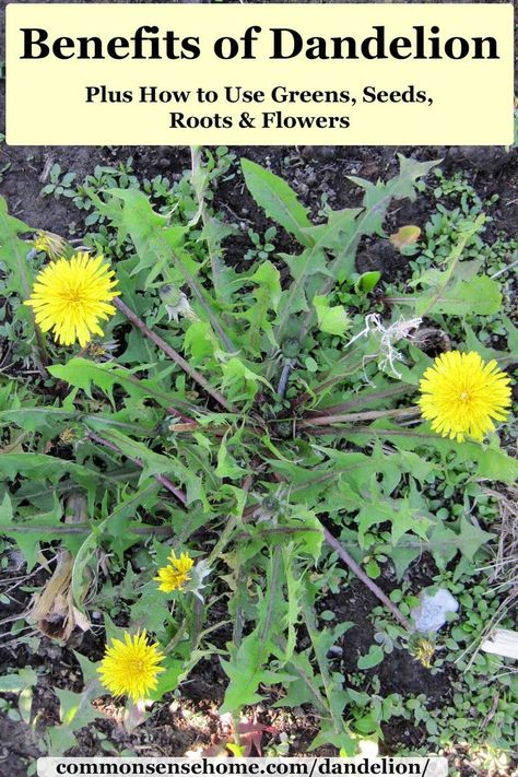 Dandelion is just a weed to some, but savvy foragers know how to use it for free food and medicine. We\'ll share how, plus tips to get rid of excess plants. via @ How To Use Dandelion Flowers, Dandelion Flower Uses, Foraging Australia, Dandelion Foraging, Dandelion Uses, Benefits Of Dandelion, Easy Gardening Ideas, Dandelion Benefits, Dandelion Plant