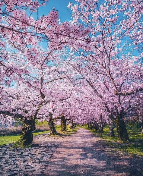 Sakura season Japan Background, Japan Castle, Spring Scenery, Festival Aesthetic, Spring Images, Japanese Sakura, Cherry Trees, Sakura Tree, Sakura Cherry Blossom