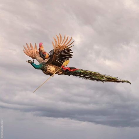 Peacock Flying, Batu Caves, Lord Murugan, January 20, Helping Hands, Working Together, Hd Photos, Concept Art, Instagram