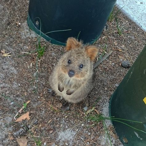 26 Pics To Improve Your Night - Wtf Gallery Quokka Animal, Very Cute Animals, Rottnest Island, Australia Animals, Animal Help, The Grammys, Unusual Animals, My Spirit Animal, Sunshine Yellow