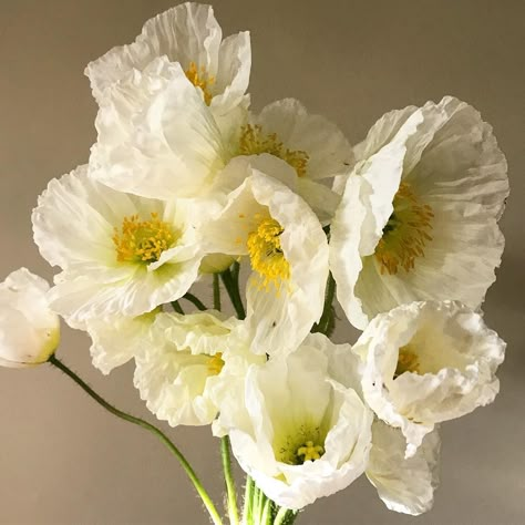 Icelandic Poppies Wedding, White Poppies Bouquet, White Poppy Wedding Bouquet, White Poppy Bouquet, Poppy Wedding Bouquet, May Wedding Flowers, Poppies Bouquet, White Poppy Flower, Icelandic Poppy