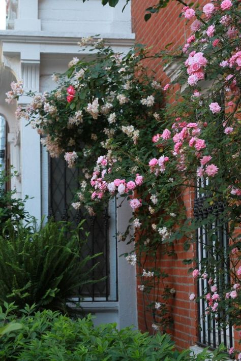 Formal rose gardens are a bit too buttoned up for me.  But climbing roses are a different story. White Climbing Roses, Front Yard Flowers, Rose Garden Ideas, Secret Garden Ideas, Floribunda Roses, Yard Flowers, Garden Perennials, Wall Climbing, Climbing Rose