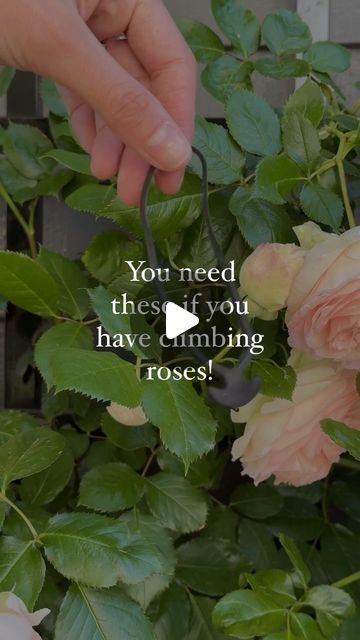 Heirloom Roses on Instagram: "LoopLock Garden Ties are a game changer for training climbing roses. No rose gardener should be without these in their toolkit! Let us know how they work for you in your garden!

#gardentips #rosegarden #climbingroses #roses #gardentools #gardening" Heirloom Roses, Climbing Roses, Garden Roses, Rose Garden, Work For You, Game Changer, Gardening Tips, Work On Yourself, Garden Tools