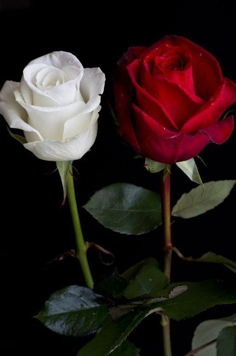 Love Rose Flower, Rose Belle, Red And White Roses, Beautiful Red Roses, Rose Images, Love Roses, Hybrid Tea Roses, Most Beautiful Flowers, Beautiful Rose Flowers