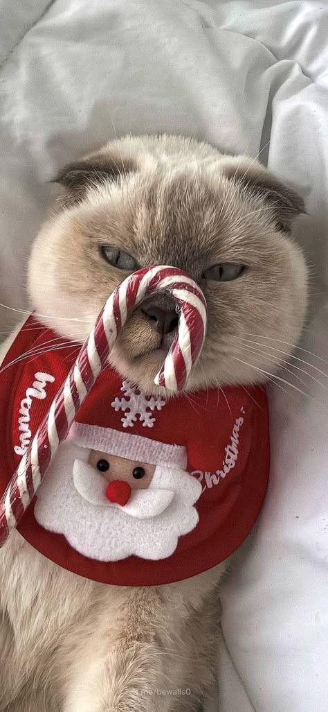 Funny Christmas Card Photo Ideas, Funny Christmas Photo Cards, Christmas Card Photo Ideas, Chickens In The Winter, Christmas Poses, Christmas Dreaming, Funny Christmas Card, Winter Cat, Preppy Christmas