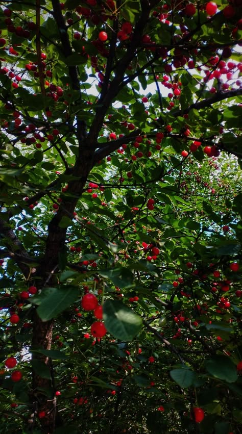 #cherry #wallpaper #cherryblossom #summer #green #aesthetic #tree #reference Cherry Trees, Cherry Tree Aesthetic, Cherry Summer Aesthetic, Fruit Tree Aesthetic, Cherry Picking Aesthetic, Cherry Trees Aesthetic, Cherry Screensaver, Red And White Cherry Wallpaper, Cherry Fruit Tree