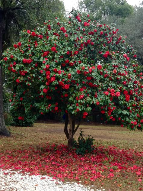 Dream Garden, Red Flowers, Secret Garden, A Tree, In The Middle, Garden Ideas, The Middle, Landscaping, Dream Home