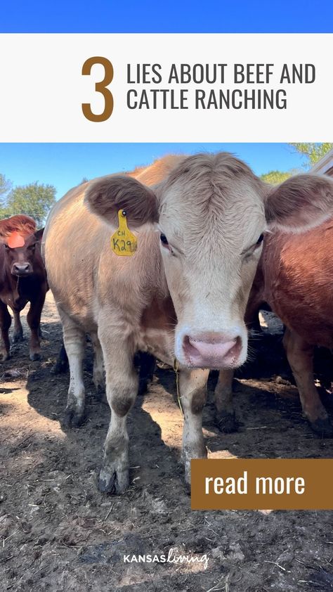 Ever question why ranchers do what they do at the ranch? 🤔 We debunk 3 common falsehoods about beef and cattle ranching in this post! Click to join us in this enlightening journey. 📝😉 Lean Diet, Carbon Sequestration, Rural Women, Cattle Ranch, Beef Cattle, Cattle Ranching, Daylight Savings Time, Ranch Life, Living Magazine