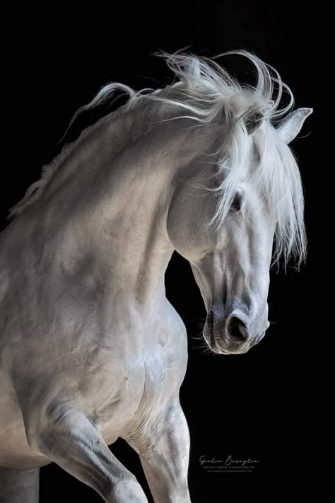 White Horse Photography, 3d Horse, Pictures With Horses, Horse Art Drawing, Horse Inspiration, Andalusian Horse, Horse Portrait, Majestic Horse, Horse Drawings