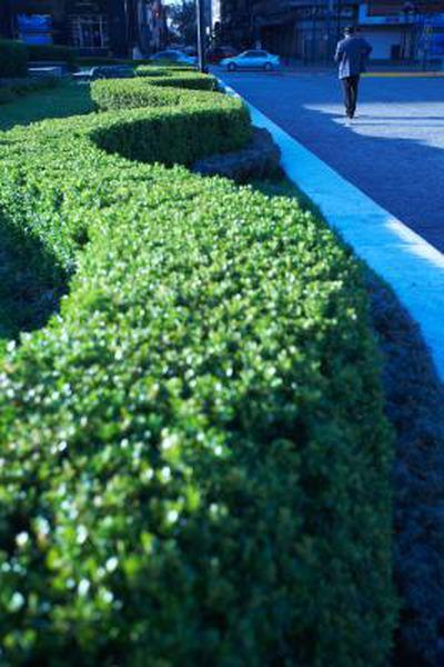 English Courtyard, Outside Fall Decorations Front Yards, Japanese Privet, Ligustrum Japonicum, Landscaping Pavers, Outside Fall Decorations, Garden Formal, Garden Hedges, Zone 7