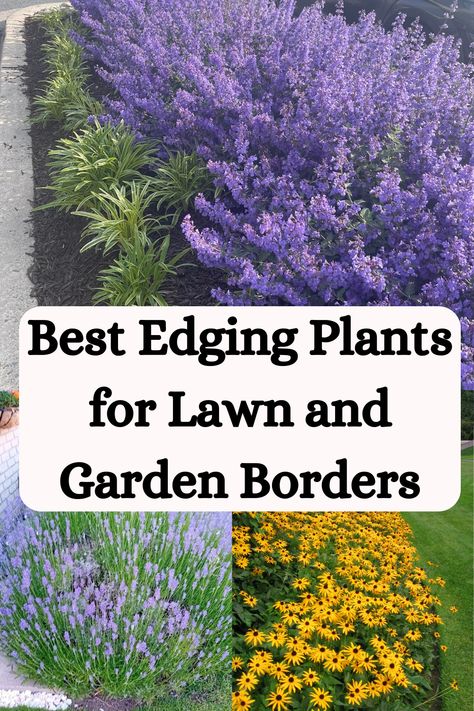 Discover the best edging plants for lawn and garden borders to enhance the beauty of your landscape. Explore different plant options and tips for creating stunning borders. Gardens Front Of House, Driveway Edging Plants, Edge Garden Ideas, Plant Border Ideas Garden Edging, Beautiful Garden Borders, Border Shrubs Landscaping, Sidewalk Border Plants, Flower Edging Ideas, Shade Border Plants