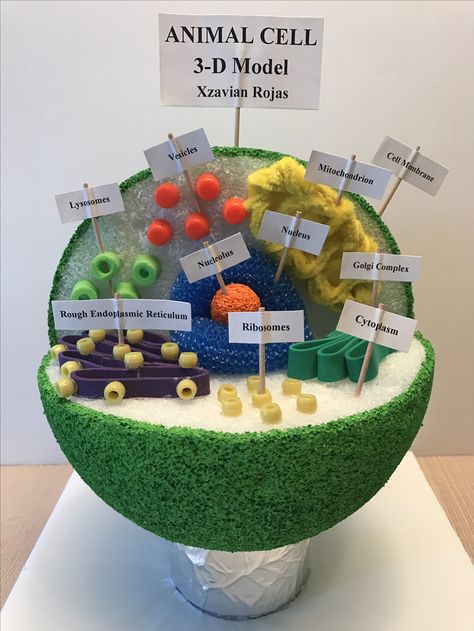 Cell Project Ideas, Plant Cells Project Ideas, Plant Science Fair Projects, 3d Animal Cell Project, 3d Cell Project, Animal Cell Model Project, Edible Cell Project, 3d Animal Cell, Animal Cell Model