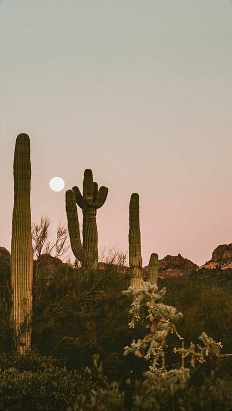 Western Aesthetic Wallpaper, Arizona Aesthetic, Boho Background, Desert Aesthetic, Western Wallpaper Iphone, Desert Vibes, Western Aesthetic, Sunset Photos, Cool Backgrounds