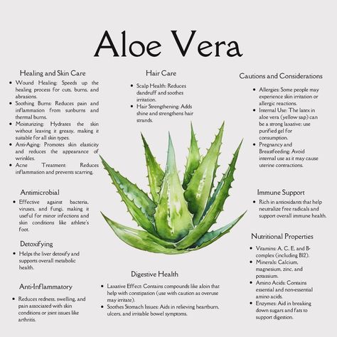 Say hello to the plant that does it all! 🌱✨ From soothing sunburns to boosting your digestive health, #AloeVera is nature’s ultimate healer. Whether you’re pampering your skin, caring for your hair, or looking for a detox ally, this versatile herb has got your back! 💚 What’s your favorite way to use aloe vera? Let us know in the comments! 👇💬 #HerbalHealing #NaturalRemedies #AloeVeraBenefits #SelfCareNaturally #PlantPower #HolisticHealth #WellnessJourney #HerbalLife #SkincareNaturally #Healt...