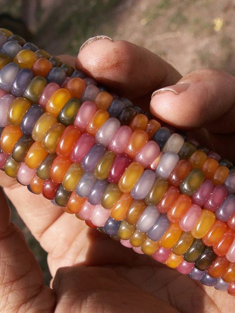 color & texture ~ glass gem corn Colorful Corn, Gem Corn, Rainbow Corn, Glass Gem Corn, Ear Of Corn, Creation Art, Fall Color Palette, Glass Gems, Ap Art