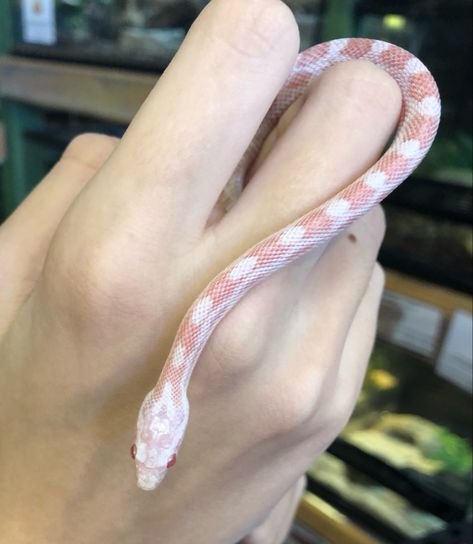 Corn Snakes Pet, Cute Pet Snake, Pet Corn Snake, Baby Snakes Cute, Corn Snake Cute, Albino Snakes, Albino Corn Snake, Albino Snake, Adorable Snakes