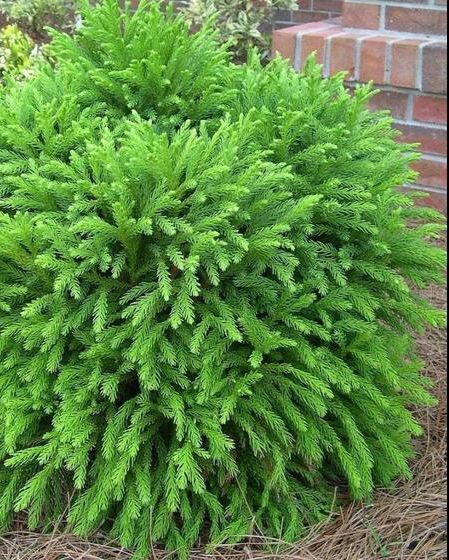 Shrubs For Landscaping, Evergreen Landscape, Evergreen Bush, Shade Shrubs, Small Shrubs, Front Landscaping, Garden Shrubs, Evergreen Shrubs, Landscaping Plants