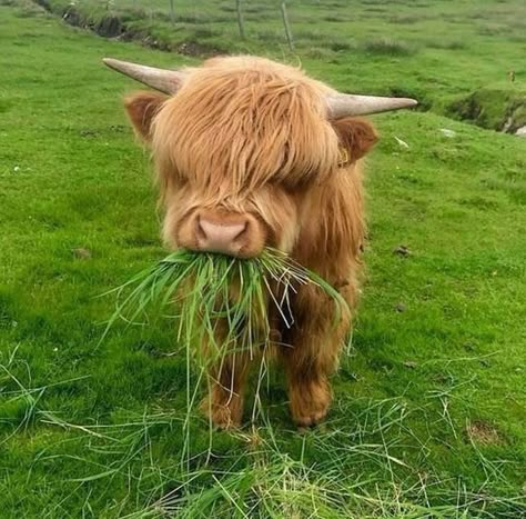 Cows Cute, Long Haired Cows, Mini Cows, Fluffy Cows, Highland Cows, Baby Cow, Baby Cows, Being Good