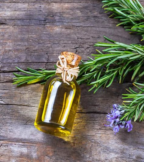 Rosemary Oil For Hair Growth And How To Use It Hair Growth Water, Rosemary Oil Benefits, Benefits Of Rosemary, Milk Hair, Herbs For Hair Growth, Rosemary Hair, Herbs For Hair, Rosemary Oil For Hair, Increase Hair Growth