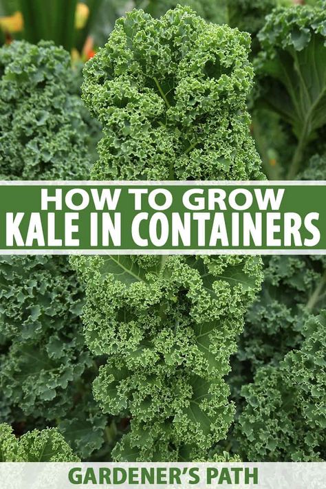 Will kale grow in containers? Yes, it’s easy to grow in pots and you can enjoy its sweet, green flavor right into winter. With fantastic colors and spectacular leaves, this robust veggie adds beauty and health benefits to your container kitchen garden. Learn more now. #containergardening #kale #gardenerspath How To Grow Kale, Grow Kale, Patio Planting, Kale Plant, Growing Kale, Garden For Beginners, Container Garden Design, Growing Greens, Backyard Gardens