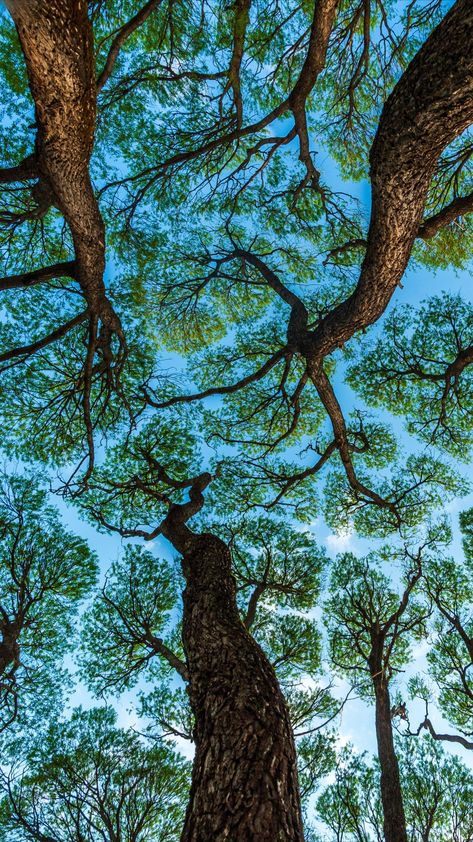 Tree Ring Wallpaper, Crown Shyness Trees, Looking Up Into Trees, Tree Icon Aesthetic, Amazon Forest Aesthetic, Brasil Aesthetic Art, Beautiful Earth Pictures, Trees From Below, Crown Shyness