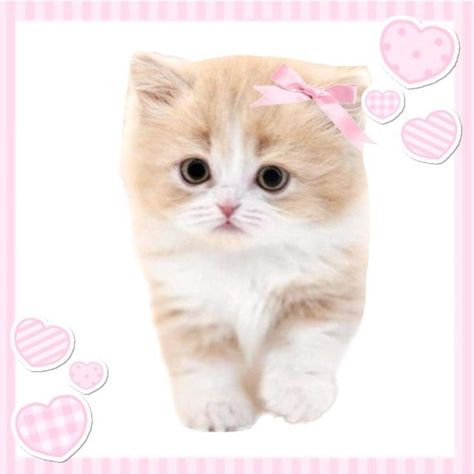 Kawaii Core, Silly Cats Pictures, Silly Animals, Pink Cat, Silly Cats, Animals Friends, Cat Pics, Cute Icons, Kittens Cutest