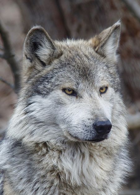 Mexican Wolf - SAVE THE WOLVES Mexican Gray Wolf, Wolf Photos, Gray Wolf, Wolf Pictures, Beautiful Wolves, Wolf Spirit, Grey Wolf, Wild Dogs, Wolf Dog