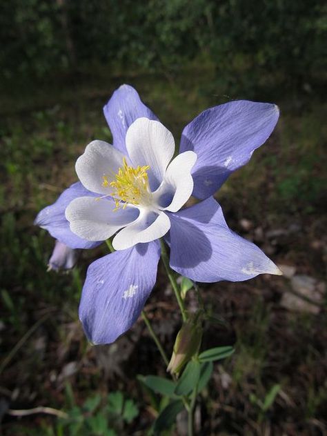 Fleurs d'Ancolie - Columbine Flowers Colorado Blue Columbine, Romeo I Julia, Alien Plants, Blue Rose Tattoos, Columbine Flower, Nothing But Flowers, Flower Therapy, Balloon Flowers, Cool Plants