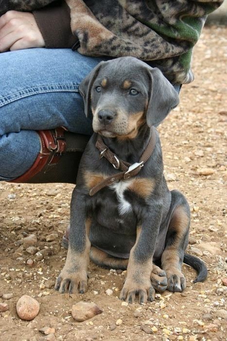 Cute Blue Lacy Dog Blue Lacy Dog, Organic Dog Food, English Shepherd, Blue Lacy, Catahoula Leopard Dog, Catahoula Leopard, Dogs Stuff, Dogs Breeds, Abyssinian