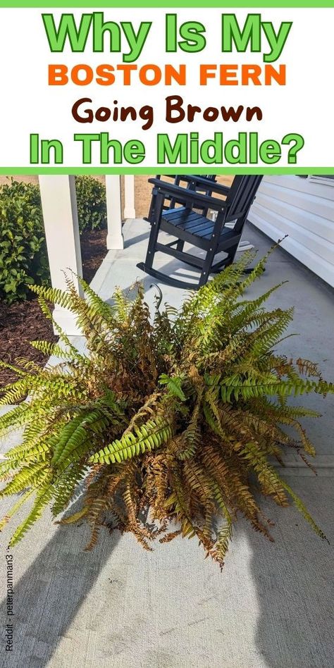 "Boston fern care, Preventing browning in Boston fern, Troubleshooting 
Boston fern browning, Boston fern brown middle, Boston fern care tips, 
Reviving Boston fern, Boston fern brown leaves, Boston fern water needs, 
Boston fern sunlight requirements
How To Grow A Boston Fern
- Boston Fern Winter Care
- Boston Fern Care
- Boston Fern Care Outdoor
- Why Is My Boston Fern Turning Brown
- Boston Fern Leaves Turning Brown
- Boston Fern Turning Brown
-boston fern dry leaves" Boston Fern Indoor, Water Ferns, Ferns Care, Boston Fern, Indoor Plant Care, Plant Information, Fern Plant, Plant Health, Hardy Plants