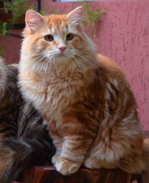 Ginger Siberian Cat, Siberian Cat Aesthetic, Siberian Cat Orange, Cute Ginger Cat Aesthetic, Ginger Boys, Cat Aesthetic Ginger, Ginger Tabby Cat Aesthetic, Cat Breeds Hypoallergenic, Ginger Cat Aesthetic Fluffy