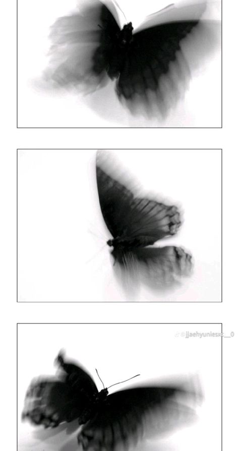 Wallpaper Aesthetic, Butterflies, Black And White, White, Black