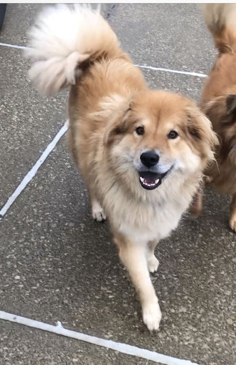 Golden Retriever Mix, Collie Mix, Pretty Dogs, Save Animals, Dog Rescue, Forever Family, Mixed Breed, Family Dogs, Chow Chow