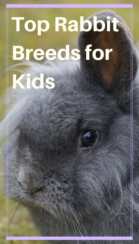 Best Bunnies For Pets, 4h Rabbit Showing, Best Rabbits For Pets, Breeds Of Rabbits, Bunny Breeds, Best Pets For Kids, Best Small Pets, Pets For Kids, Pet Rabbit Care