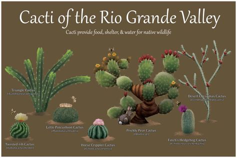 Book Locations, Horned Toad, Texas Cactus, Room Collage, Rio Grande Valley, Prickly Pear Cactus, Christmas Cactus, Sophomore Year, Chicano Art