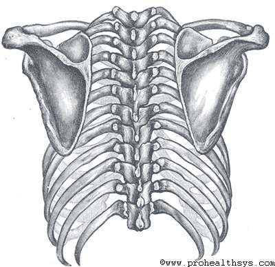 Posterior view of the thorax and shoulder gridle Bowen Therapy, Axial Skeleton, Shoulder Girdle, Pelvic Girdle, Human Back, Back Hurts, Human Skeleton, Tattoo Artwork, Anatomy Drawing