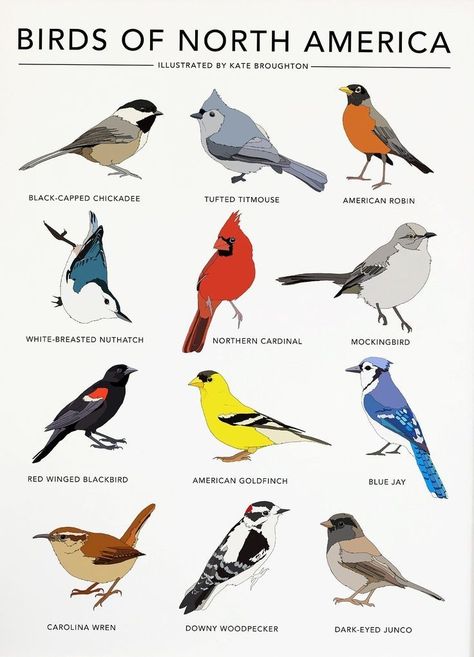 Robin Flying, Backyard Birds Watching, Backyard Birds Sanctuary, North American Animals, Bird Facts, Bird Identification, Common Birds, Bird Poster, Bird Houses Diy