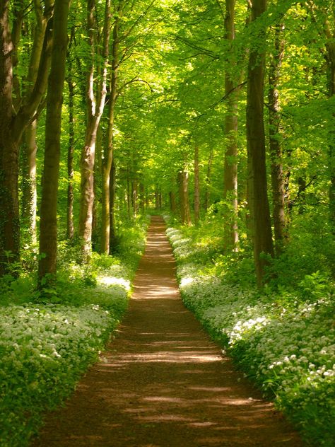 A Path In The Forest, Road Through Forest, Parks And Gardens Photography, Pathway Pictures, Beautiful Forest Photography, Forest With Path, Forest Pathways, Natural Pathway, Road In Forest