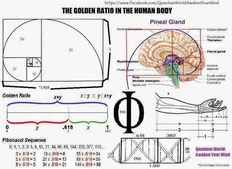 Fibonacci Golden Ratio, Golden Section, Golden Mean, Quantum World, Divine Proportion, Golden Spiral, Sacred Geometry Symbols, Fibonacci Sequence, Fibonacci Spiral